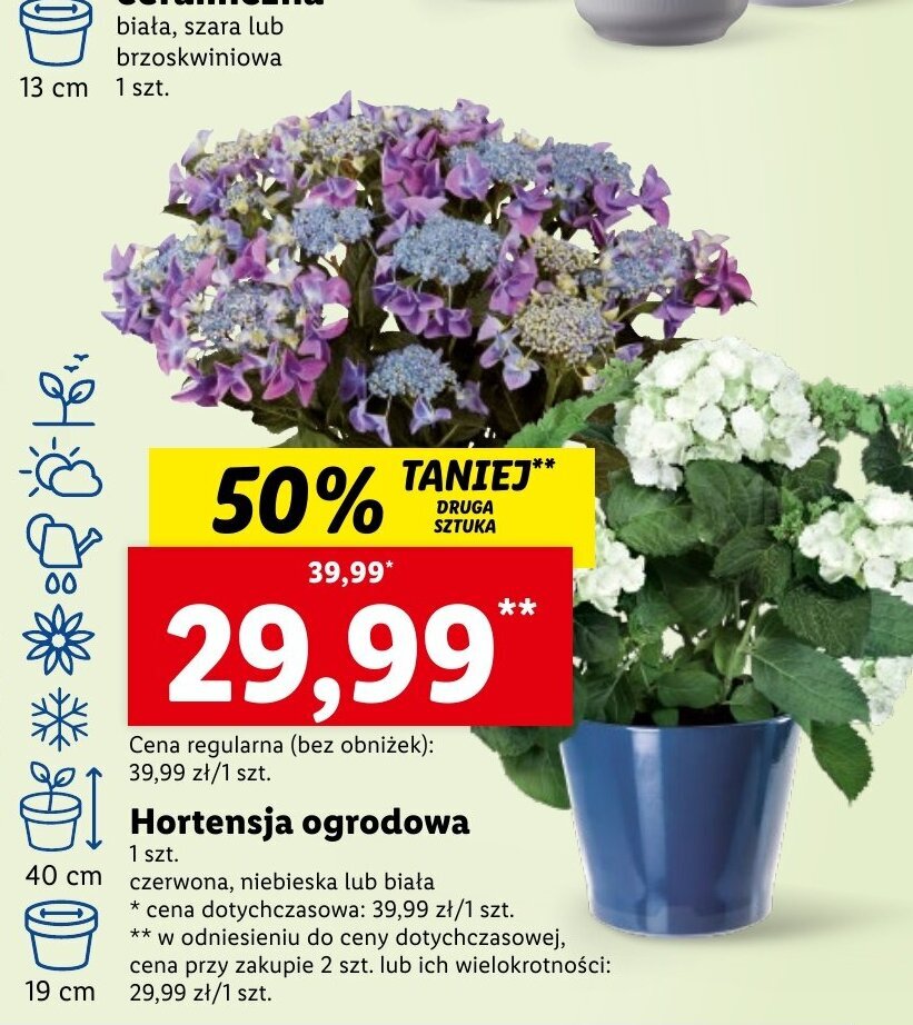 Lidl Hortensja ogrodowa 1 szt. oferta