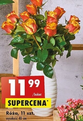 Biedronka Róża, 11 szt. oferta