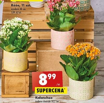 Biedronka Kalanchoe 10.5 cm oferta