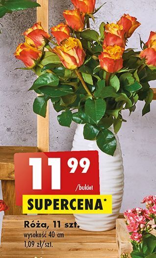Biedronka Róże oferta