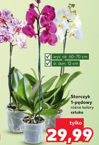 Kaufland Storczyk oferta