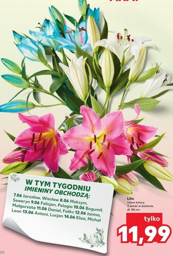 Kaufland Lilia oferta
