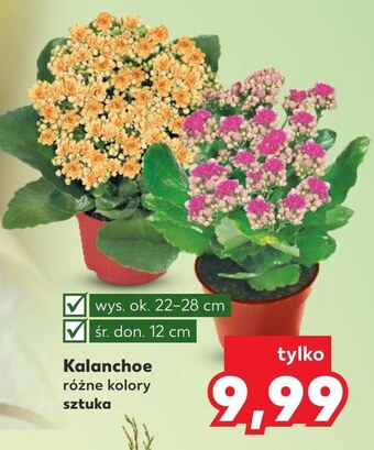 Kaufland Kalanchoe oferta