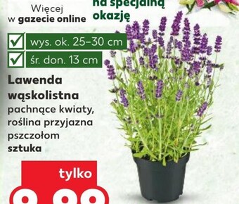 Kaufland Lawenda oferta