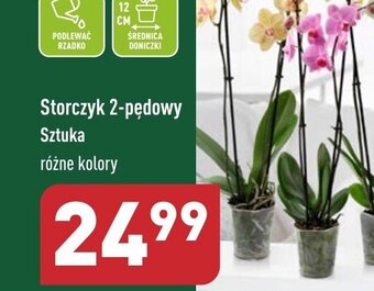 ALDI Storczyk 2-pędowy Sztuka oferta
