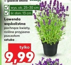 Kaufland Lawenda wąskolistna oferta