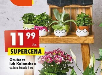 Biedronka Kalanchoe oferta
