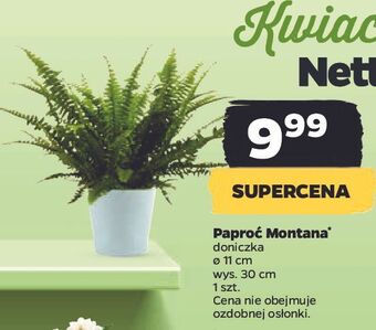Netto Paproć oferta
