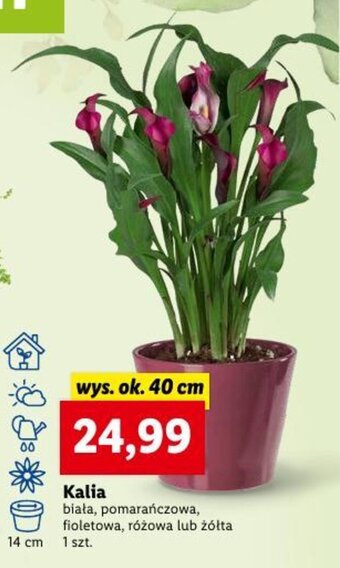 Lidl Kalia oferta