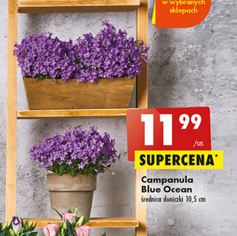 Biedronka Campanula Blue Ocean oferta