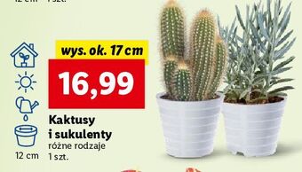 Lidl Kaktus oferta