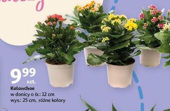Auchan Kalanchoe oferta