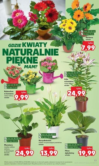 Kaufland Monstera oferta