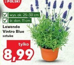 Kaufland Lawenda vintro blue don. 11 cm oferta