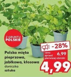 Kaufland Mięta kłosowa oferta