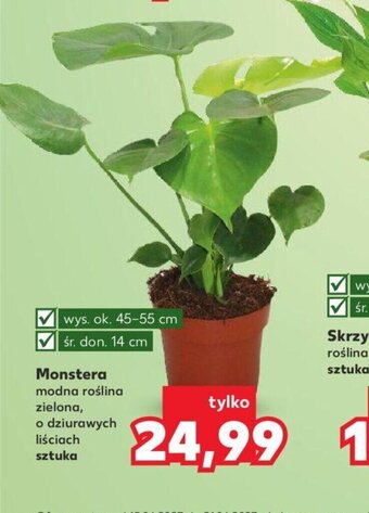 Kaufland Monstera sztuka oferta