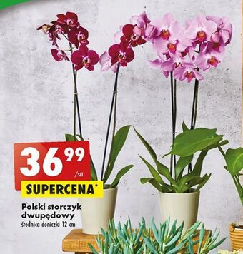 Biedronka Polski storczyk dwupędowy oferta