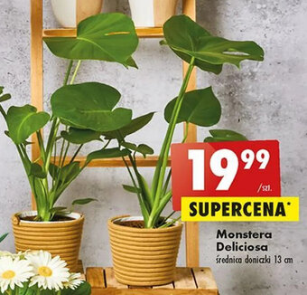 Biedronka Monstera Deliciosa oferta
