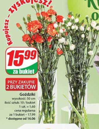 Dino Goździki 50 cm oferta