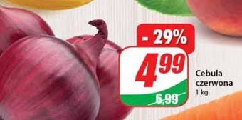Dino Cebula czerwona oferta