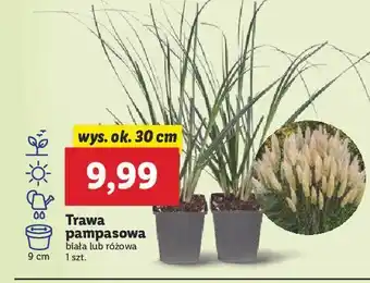 Lidl Trawa pampasowa biała oferta