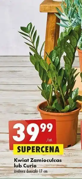 Biedronka Kwiat zamioculcas oferta