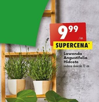 Biedronka Lawenda angustifolia oferta