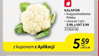 Selgros KALAFIOR 1szt. oferta