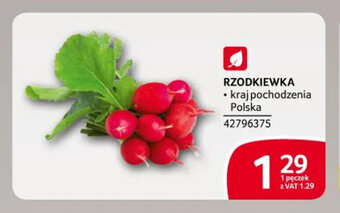 Selgros RZODKIEWKA 1 pęczek oferta