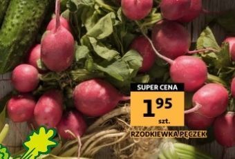Auchan Rzodkiewka oferta