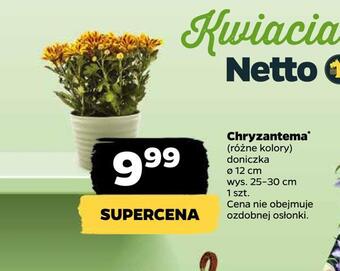 Netto Chryzantema oferta