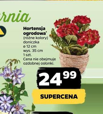Netto Hortensja ogrodowa oferta