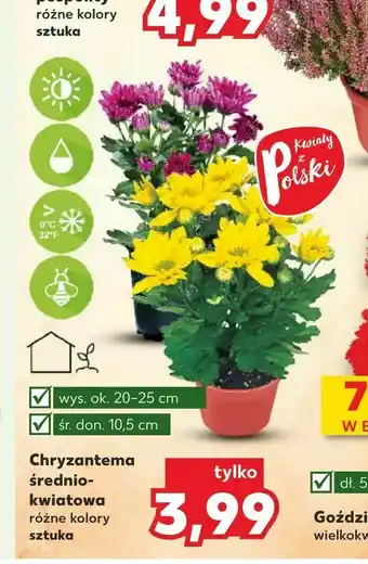 Kaufland Chryzantemaśrednio kwiatowa oferta