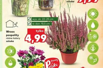 Kaufland Wrzos pospolity oferta