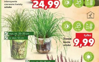 Kaufland Trawa kocia oferta