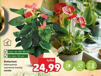 Kaufland Anturium oferta