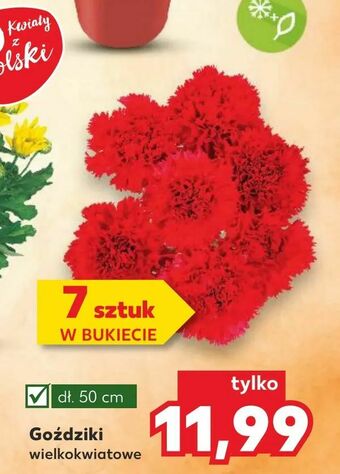 Kaufland Goździki oferta
