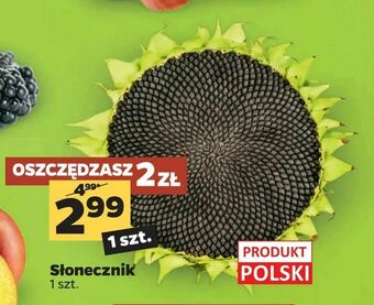 Netto Słonecznik oferta