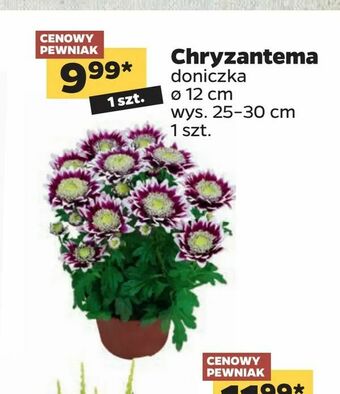 Netto Chryzantema oferta