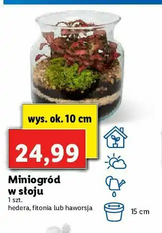 Lidl Haworsja w słoju 10 cm 1 SZT oferta