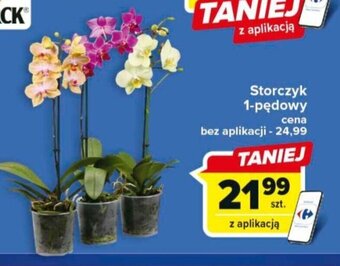 Carrefour Storczyk 1-pędowy oferta