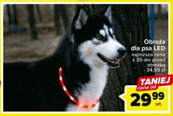 Carrefour Obroża led oferta