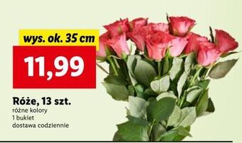 Lidl Róże 35 cm oferta