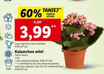 Lidl Kalanchoe mini oferta