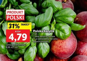 Lidl Bazylia oferta