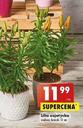 Biedronka Lilia azjatycka oferta