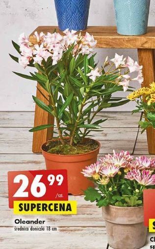 Biedronka Oleander oferta