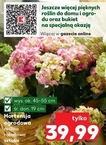 Kaufland Hortensja ogrodowa oferta
