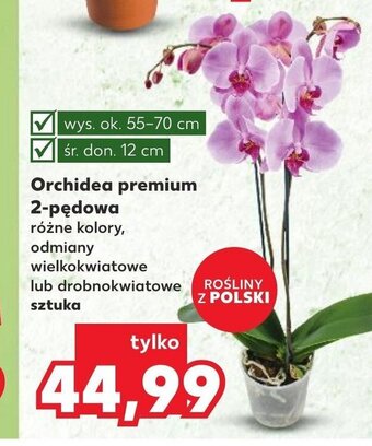Kaufland Orchidea premium 2-pędowa oferta