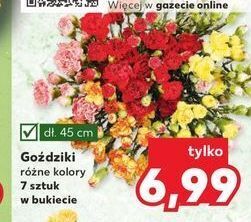 Kaufland Goździki 45 cm oferta